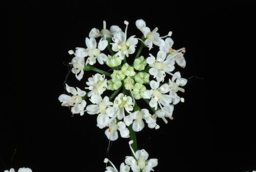 Bishop's goutweed