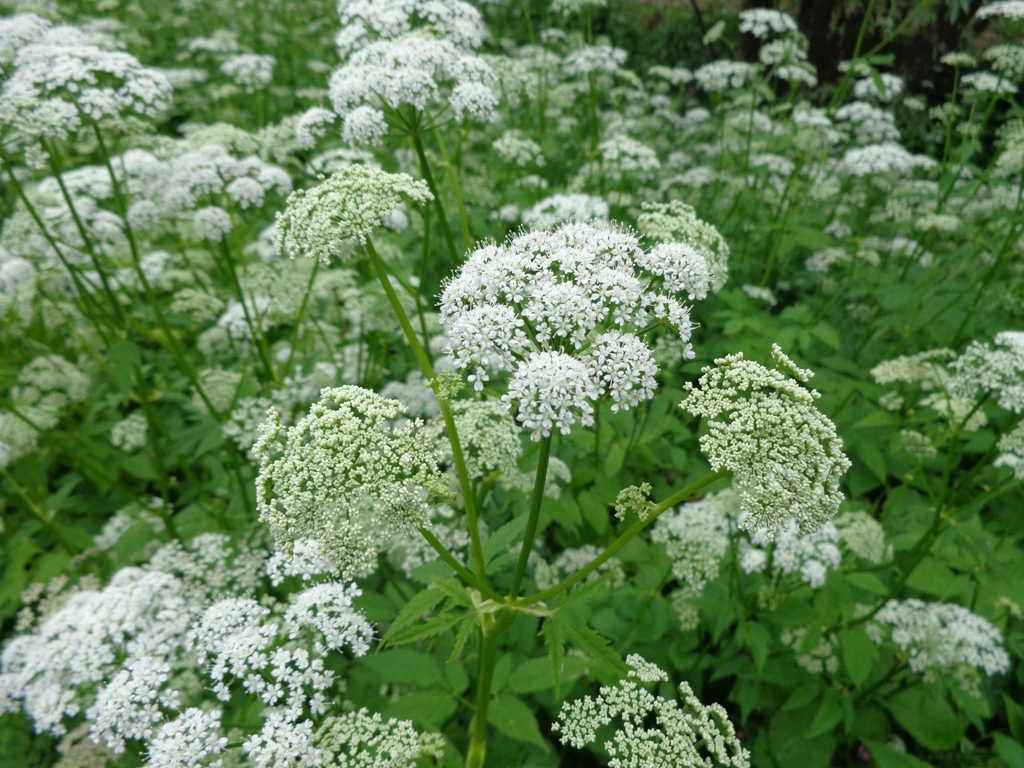 Bishop's goutweed: Aegopodium podagraria. Found in Rīga town, Latvia
