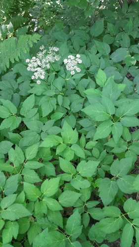 Bishop's goutweed (Aegopodium podagraria)