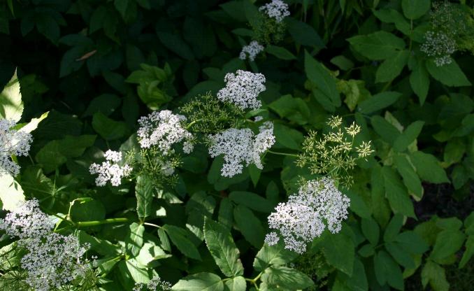 Bishop's goutweed: Aegopodium podagraria: flowers and leaves.