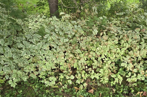 Bishop's goutweed (Aegopodium podagraria)