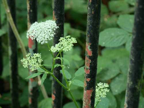Bishop's goutweed (Aegopodium podagraria)