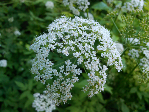 Bishop's goutweed (Aegopodium podagraria)