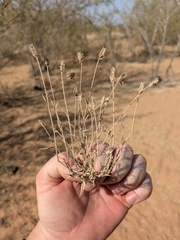 Mamoncillo (Aeluropus lagopoides)
