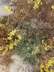 Mamoncillo (Aeluropus lagopoides)