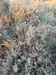 Mamoncillo (Aeluropus lagopoides)
