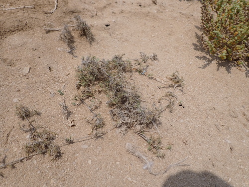 Mamoncillo (Aeluropus lagopoides)