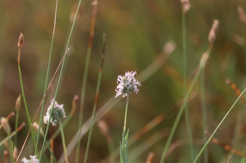 Mamoncillo (Aeluropus lagopoides)