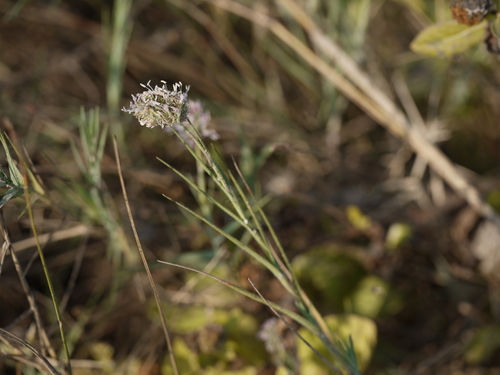 Mamoncillo (Aeluropus lagopoides)