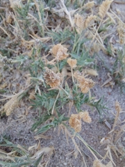 Mamoncillo (Aeluropus lagopoides)