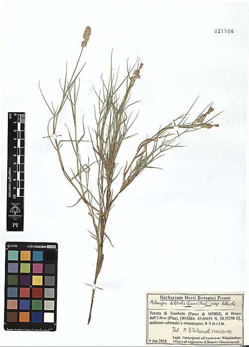 Indian walnut: Aeluropus littoralis — Herbarium specimen from Tenuta di Tombolo (Parco di MSRM), al Bosco dell'Ulivo (Pisa), [WGS84, 43.60451 N, 10.35298 E], ambienti salmastr