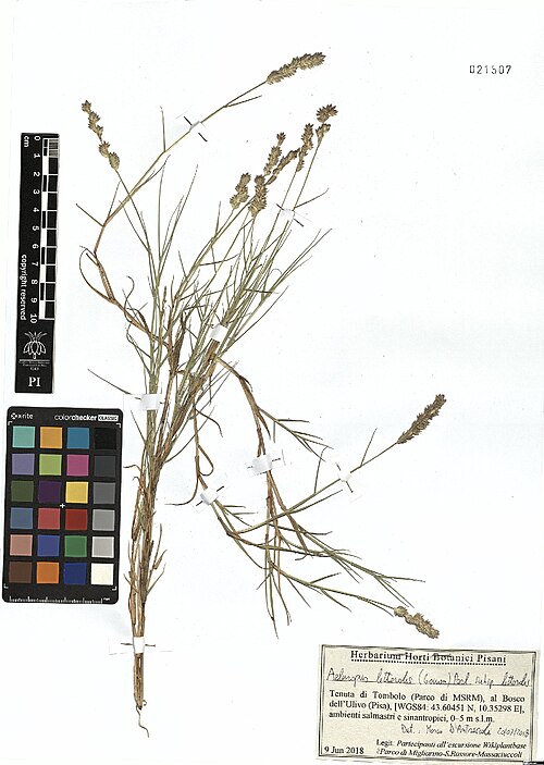 Indian walnut: Aeluropus littoralis — Herbarium specimen from Tenuta di Tombolo (Parco di MSRM), al Bosco dell'Ulivo (Pisa), [WGS84, 43.60451 N, 10.35298 E], ambienti salmastr