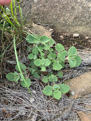 Aeollanthus buchnerianus (Aeollanthus buchnerianus)