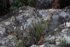 Aeollanthus buchnerianus (Aeollanthus buchnerianus)