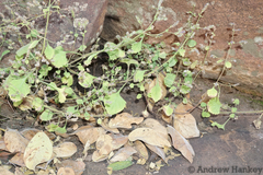 Aeollanthus buchnerianus (Aeollanthus buchnerianus)