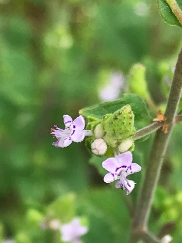 Aeollanthus buchnerianus (Aeollanthus buchnerianus)