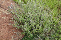 Aeollanthus buchnerianus (Aeollanthus buchnerianus)