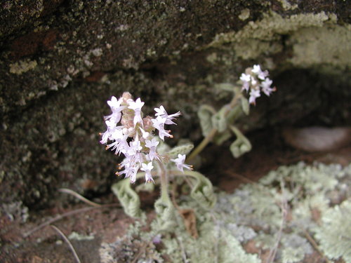 Aeollanthus buchnerianus (Aeollanthus buchnerianus)