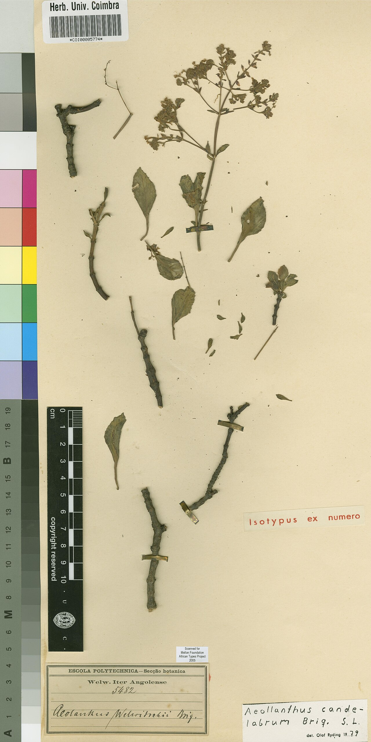 Aeollanthus candelabrum: Photograph of Isotype of Aeollanthus candelabrum at Herbarium of the University of Coimbra, Portugal (COI). Specimen COI00005774. http://coicatalogue.uc.pt/spec