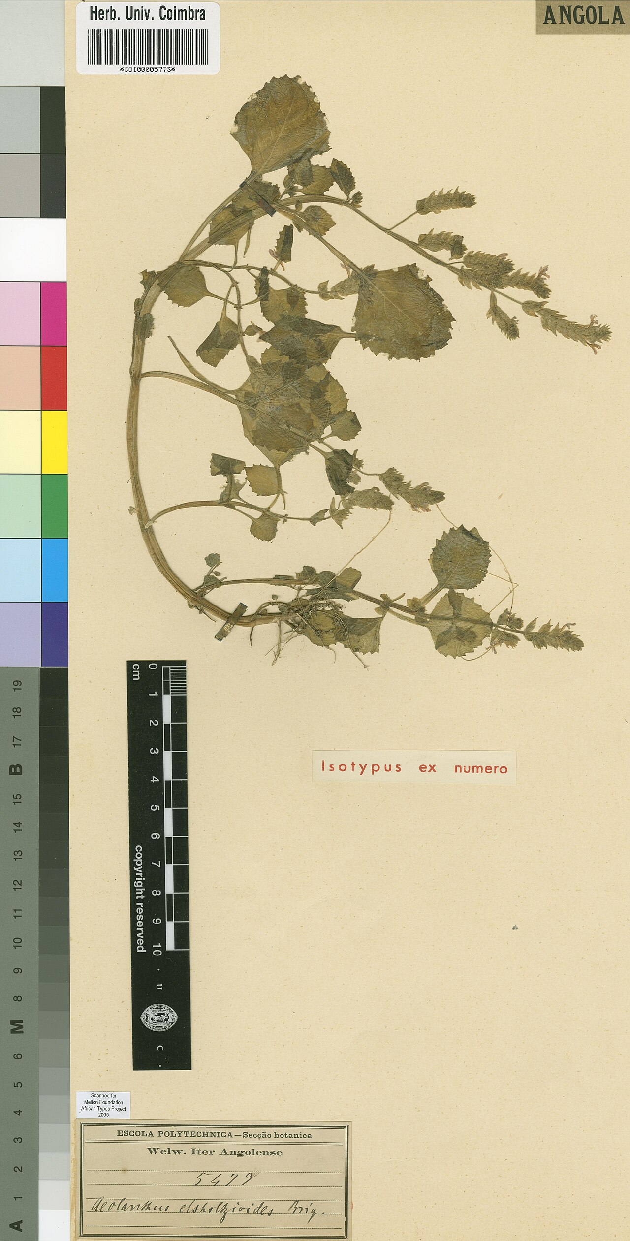 Aeollanthus elsholtzioides: Photograph of Isotype of Aeollanthus elsholtzioides at Herbarium of the University of Coimbra, Portugal (COI). Specimen COI00005773. http://coicatalogue.uc.pt/s