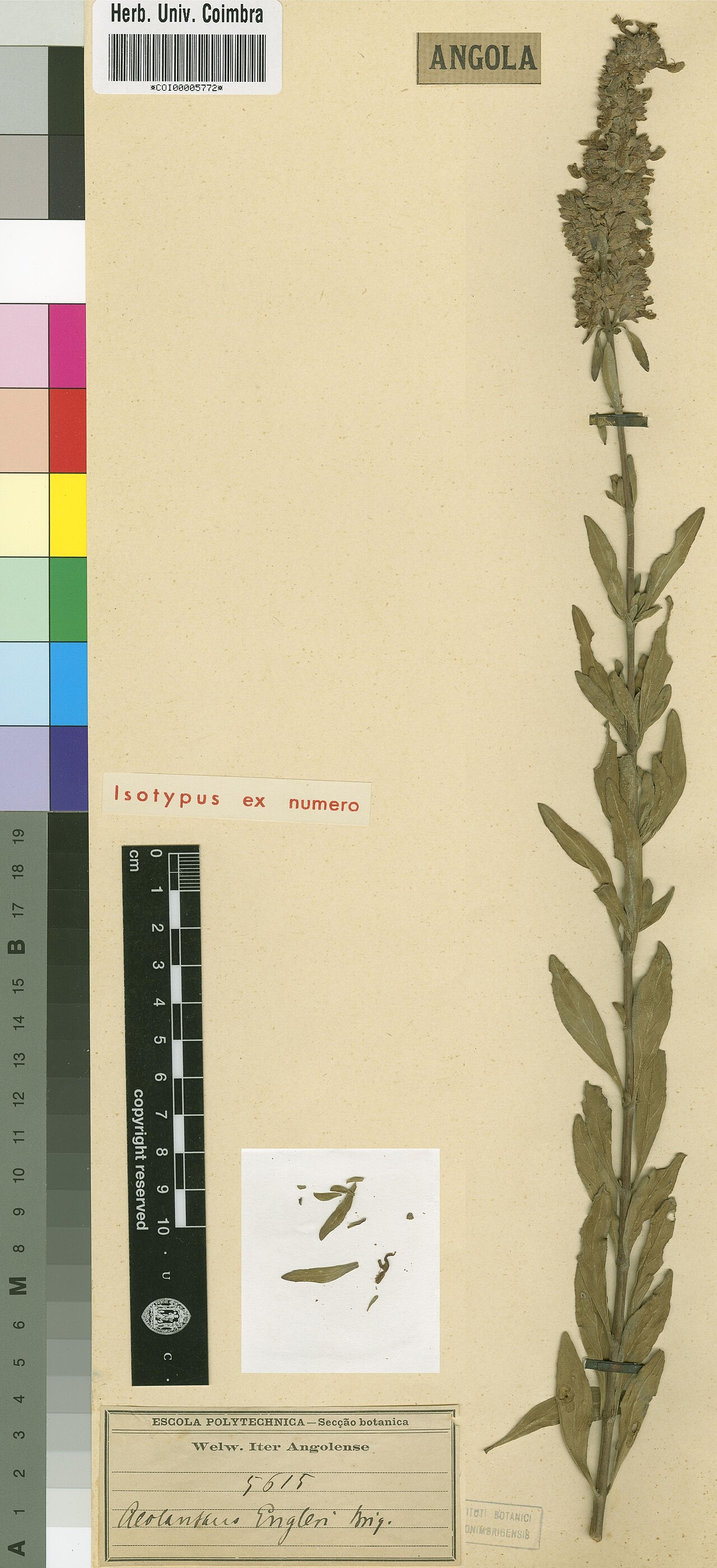 Aeollanthus engleri: Photograph of Isotype of Aeollanthus engleri at Herbarium of the University of Coimbra, Portugal (COI). Specimen COI00005772. http://coicatalogue.uc.pt/specimen