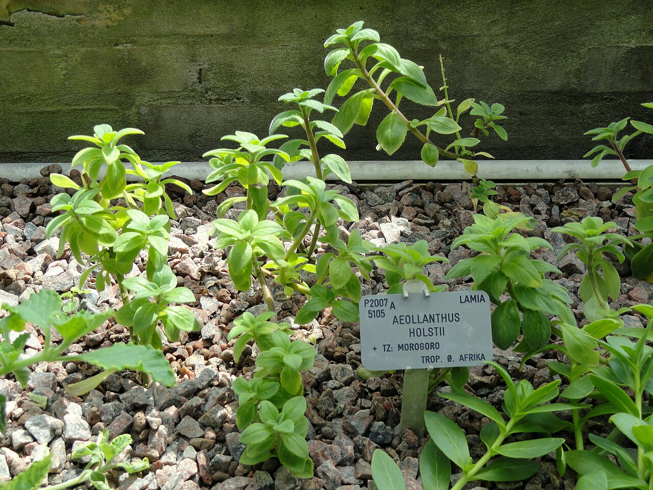 Aeollanthus holstii: Botanical specimen in the University of Copenhagen Botanical Garden, Copenhagen, Denmark.
