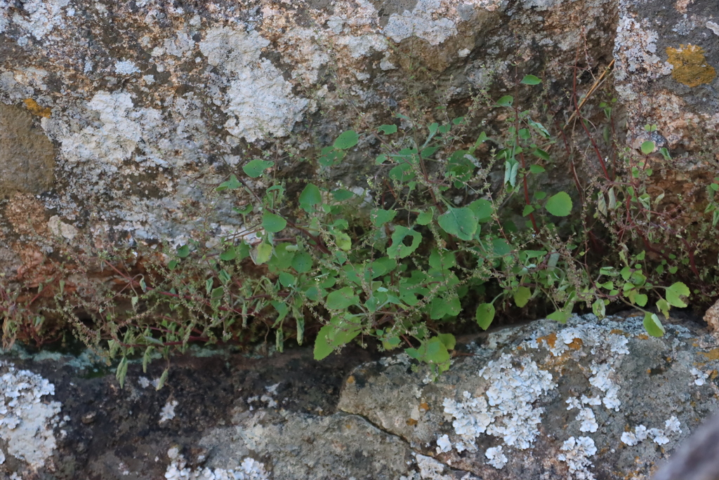 Aeollanthus neglectus (Aeollanthus neglectus)