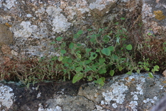 Aeollanthus neglectus (Aeollanthus neglectus)