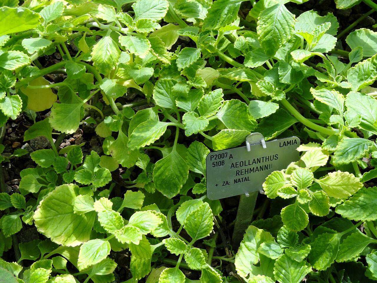 Aeollanthus rehmannii: Botanical specimen in the University of Copenhagen Botanical Garden, Copenhagen, Denmark.