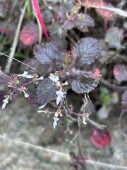 Aeollanthus rehmannii (Aeollanthus rehmannii)