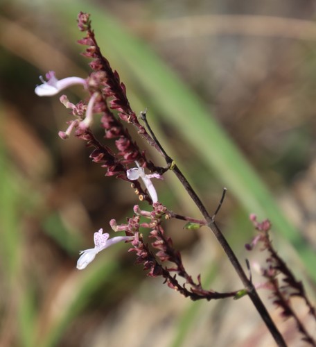 Aeollanthus rehmannii (Aeollanthus rehmannii)
