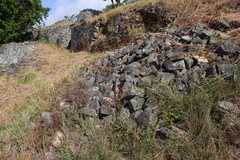 Aeollanthus rehmannii (Aeollanthus rehmannii)