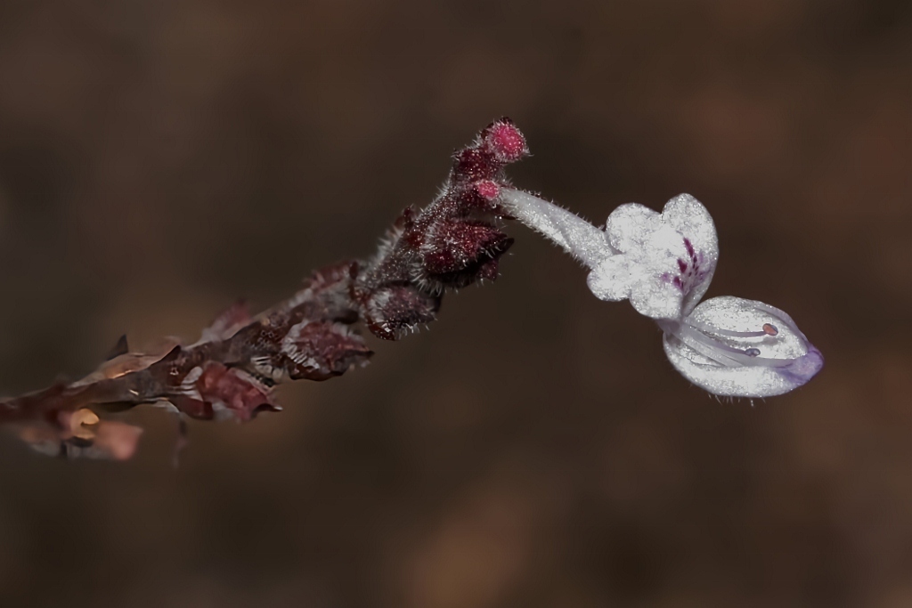 Aeollanthus rehmannii (Aeollanthus rehmannii)