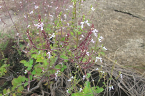 Aeollanthus rehmannii (Aeollanthus rehmannii)