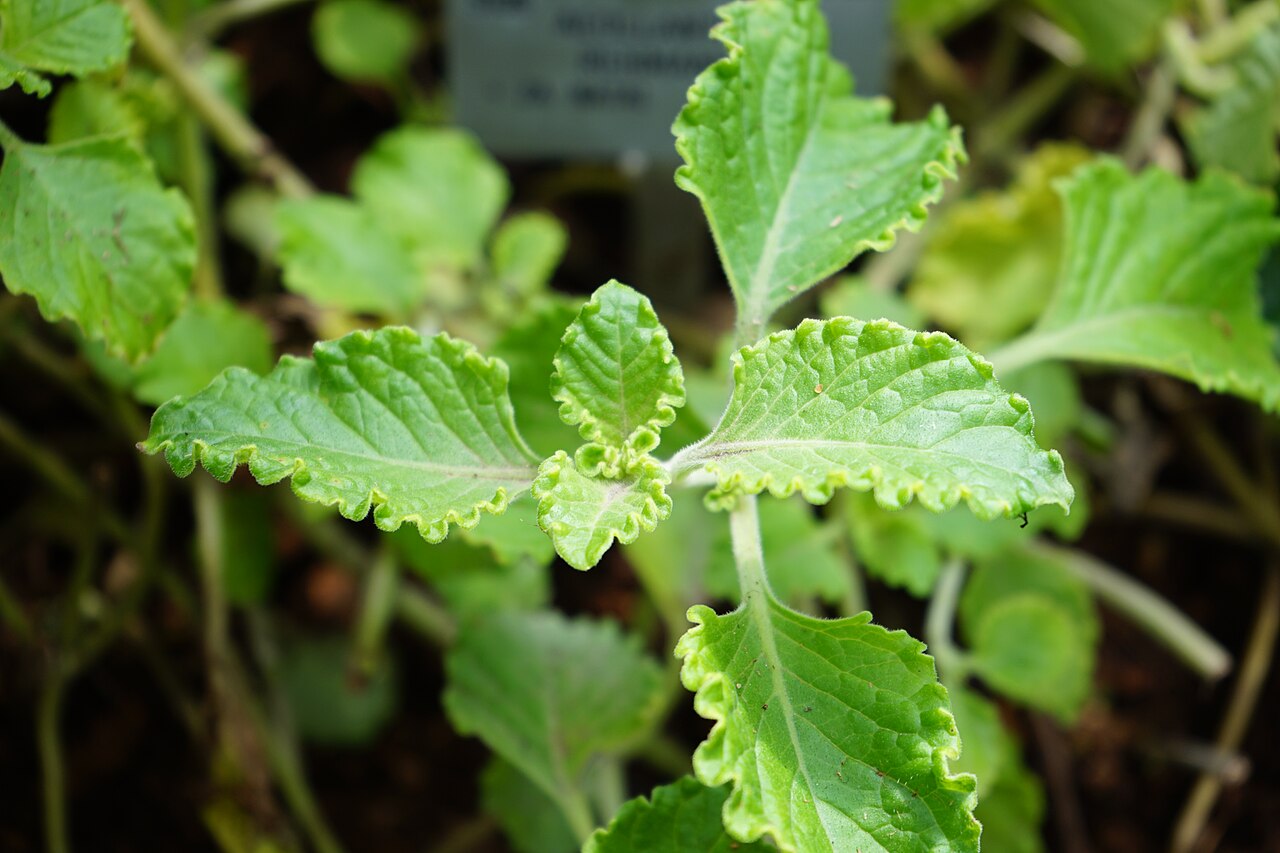 Aeollanthus rehmannii: Aeollanthus rehmannii leaves close-up