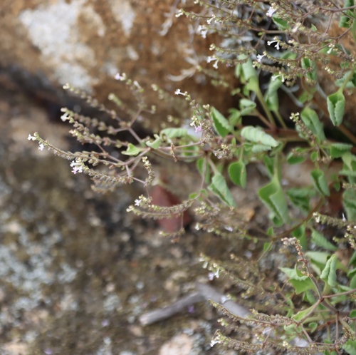 Aeollanthus rehmannii (Aeollanthus rehmannii)