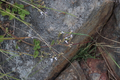 Aeollanthus rehmannii (Aeollanthus rehmannii)
