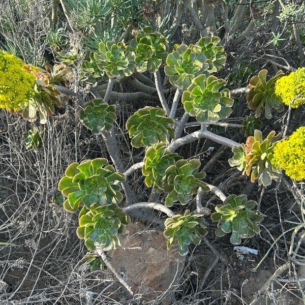 Tree roofleek, Tree aeonium (Aeonium arboreum)