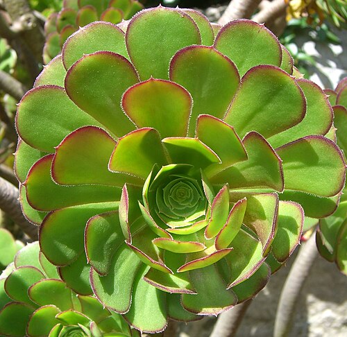 Tree roofleek, Tree aeonium: Please report references to spam@lagrada.de .