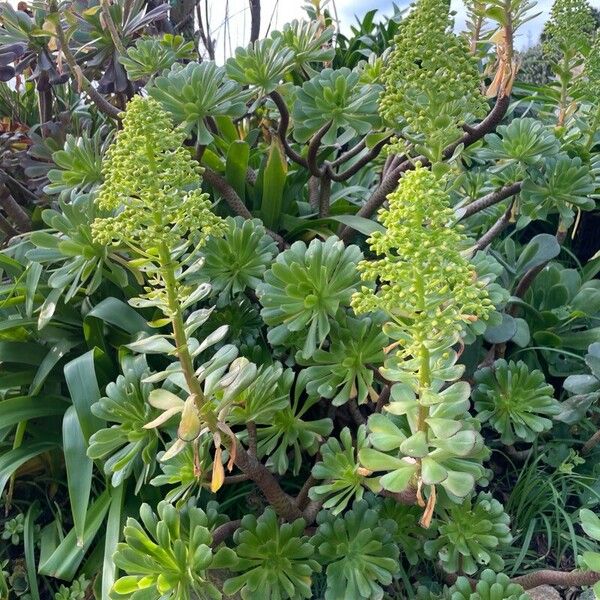 Tree roofleek, Tree aeonium (Aeonium arboreum)