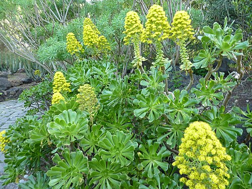 Tree roofleek, Tree aeonium: Aeonium arboreum growing in the Jardín Botánico Canario Viera y Clavijo .