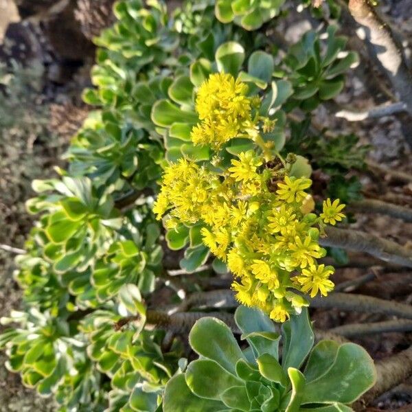 Tree roofleek, Tree aeonium (Aeonium arboreum)