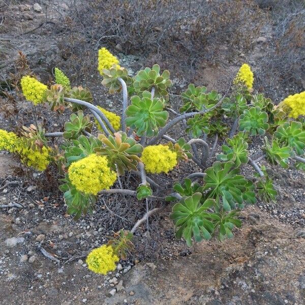 Tree roofleek, Tree aeonium (Aeonium arboreum)
