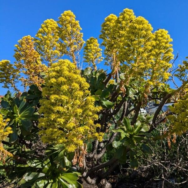 Tree roofleek, Tree aeonium (Aeonium arboreum)