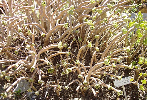 Tree roofleek, Tree aeonium: Aeonium arboreum, growing in the Villa Hanbury botanical garden, Ventimiglia, Italy.