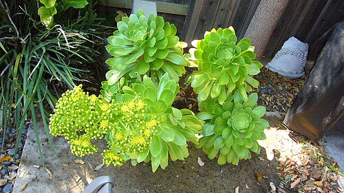 Tree roofleek, Tree aeonium: - Image taken by -- Tazoboy916 ( talk ) 20:17, 24 April 2008 (UTC)Robert Esquivido, Sacramento CA and can be used and copied by anyone without owners permission