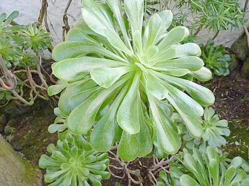 Tree roofleek, Tree aeonium: Aeonium arboreum in the Botanical Garden, Berlin