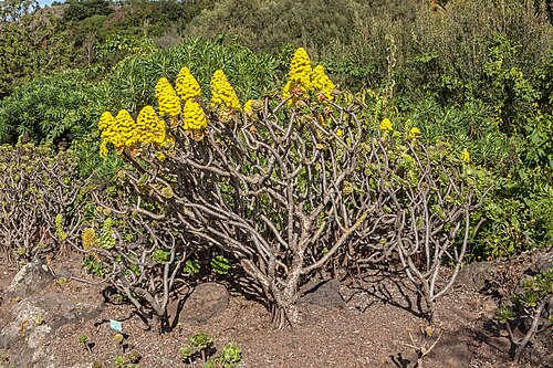 Tree roofleek, Tree aeonium: Aeonium arboreum ( L. ) Webb & Berthel. , Tree Houseleek; Habitus; Jardín Botánico Canario Viera y Clavijo , Gran Canaria , Canary Islands , Spain .