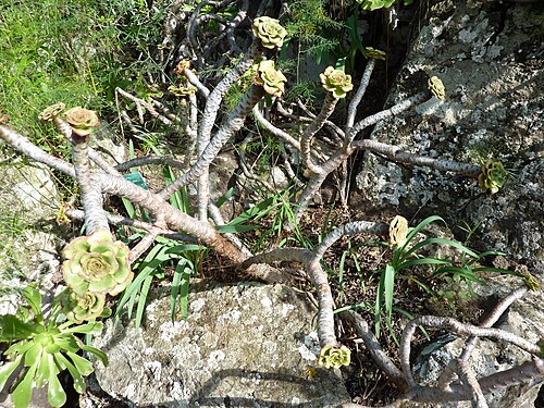 Tree roofleek, Tree aeonium: Aeonium arboreum growing in the Jardín Botánico Canario Viera y Clavijo , there (mis)labeled Aeonium manriqueorum .