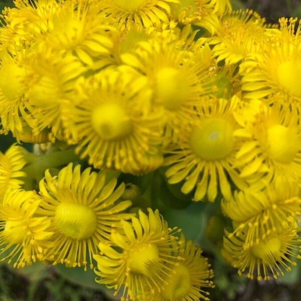Aeonium aureum (Aeonium aureum)